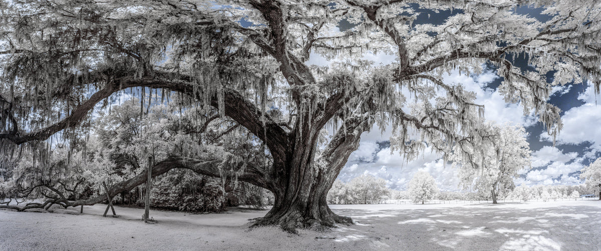 Michael Eaddy – Sweetwater Picture Framing