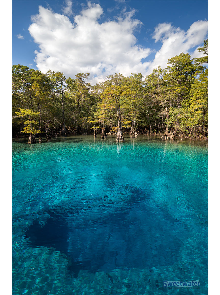 Morrison Springs - Fine Art Print - John Moran Florida Nature ...
